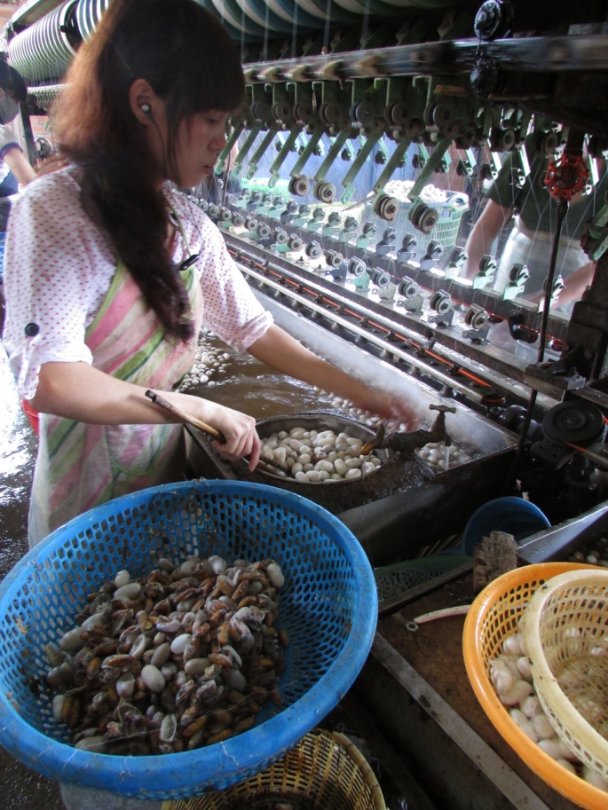 Dalat_Silk Worms_Extracting Worms & Spinning